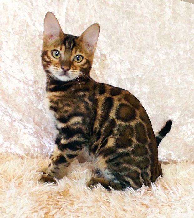 Ласкавий і ніжний бенгальський котик, кошенята, бенгал