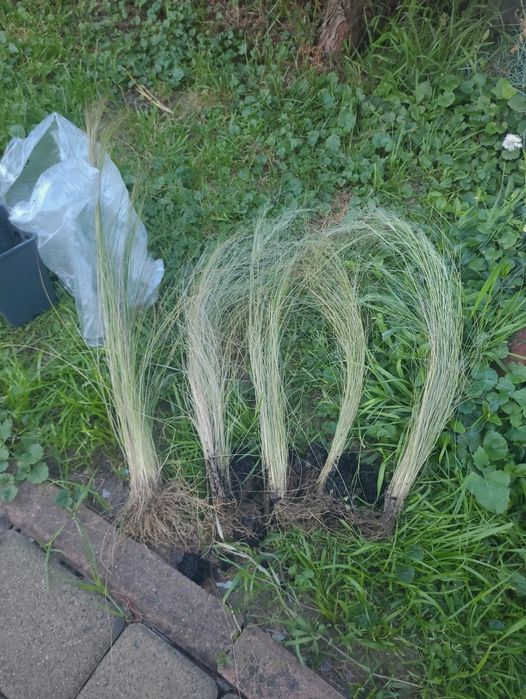 Trawa ostnica, stipa, pony tail