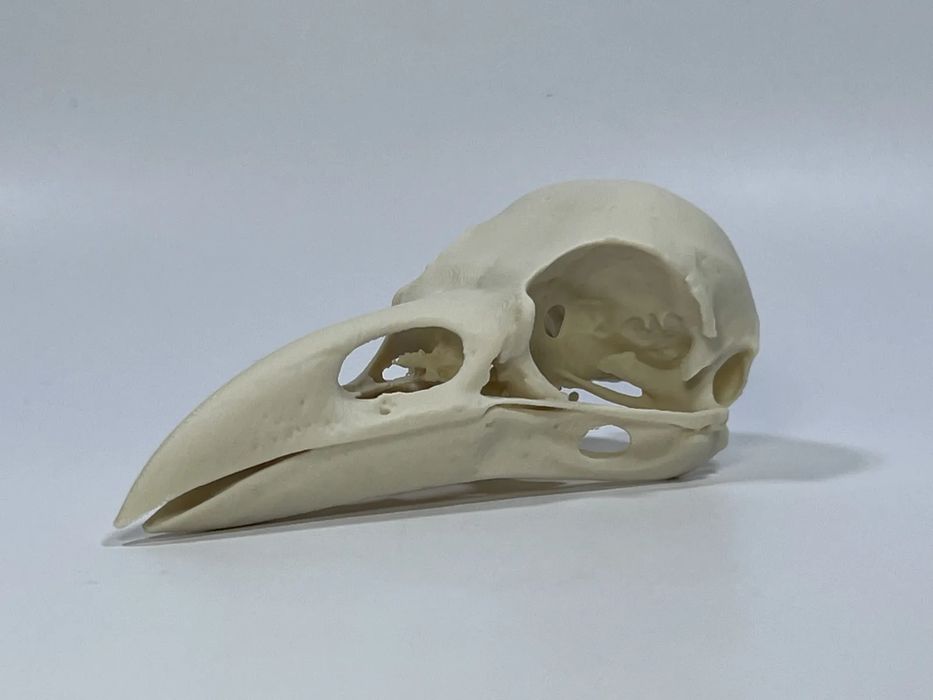 Crânio de Corvo Detalhado (Raven Skull) para Colecionadores e Estudo