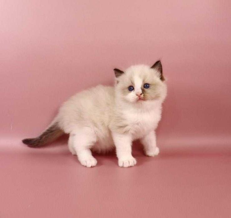 Котик з яскравими синіми очима-порода Ragdoll //регдолл