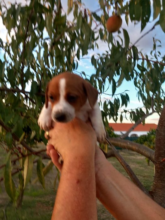 Jack Russell Terrier