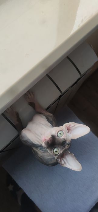 Котята канадского сфинкса