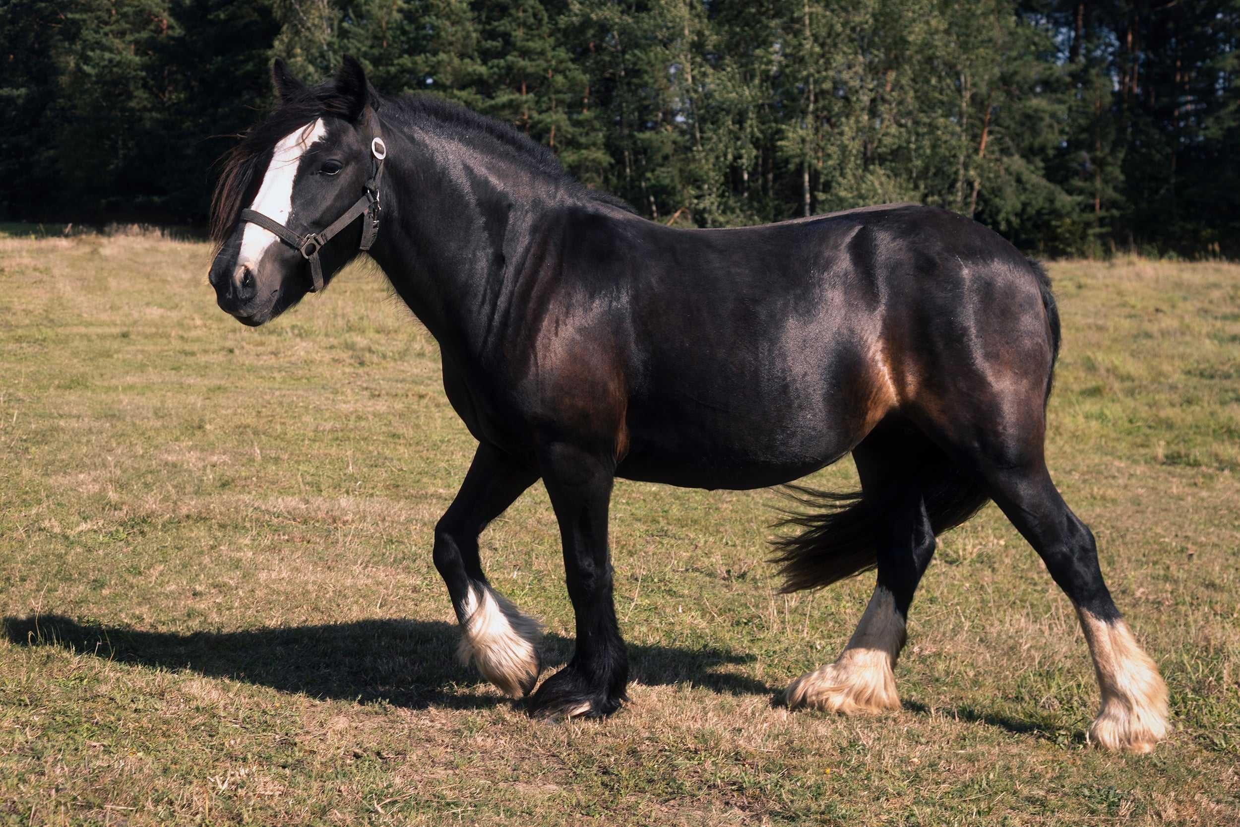 Klacz Gypsy cob /Tinker 4l