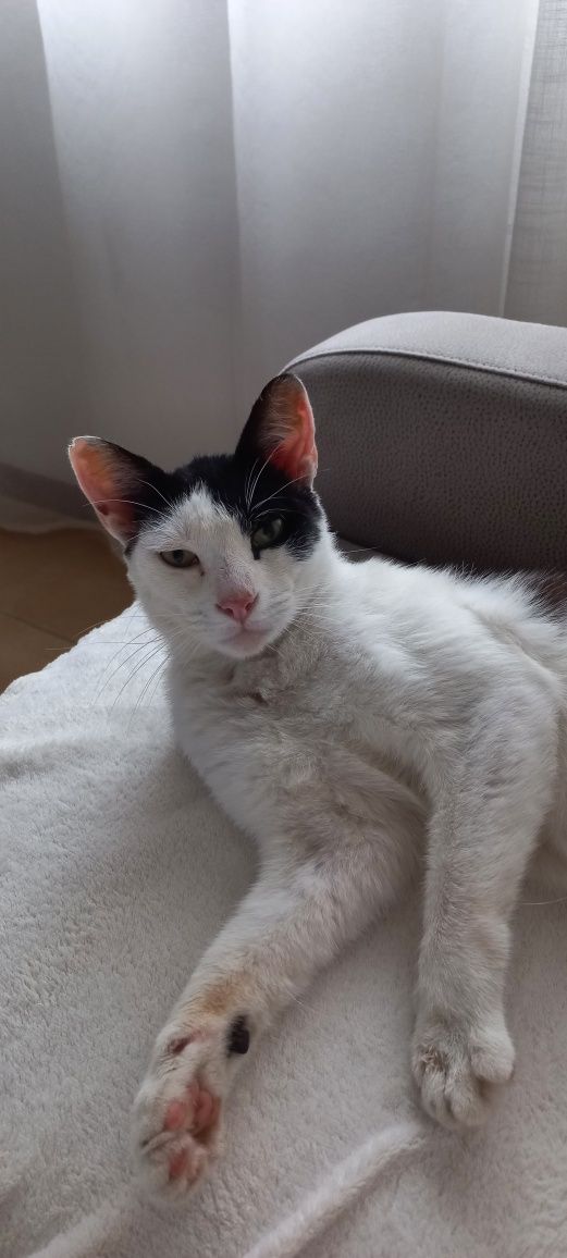 Gato para adoção