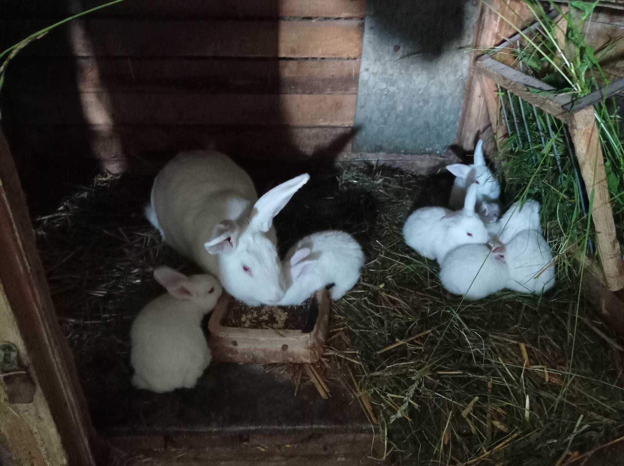 Królik, króliki termondzkie białe ,tb ,młode