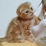 British Shorthair Golden