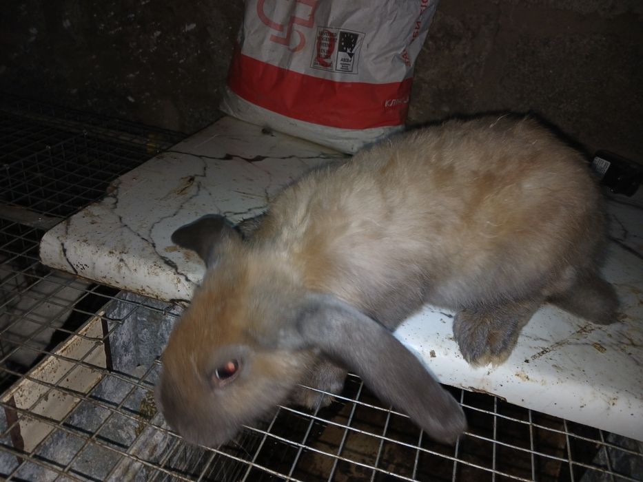 Кролики кролі кроленята