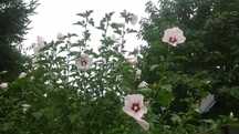 Hibiskus, bez japoński, trzmielina, cisy, jałowiec, laurowiśnia, trawa