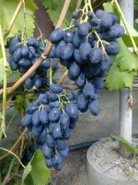 саженцы винограда от виноградаря, много разных сортов