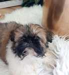 Szczeniaczek Shih tzu