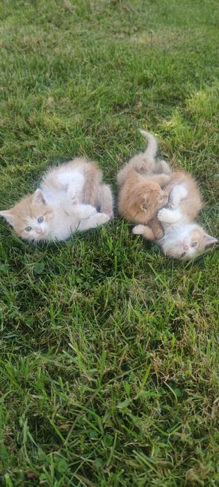 Oddam rude i rudobiałe małe kocice