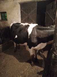 Krowa mleczna 3 wycielenie