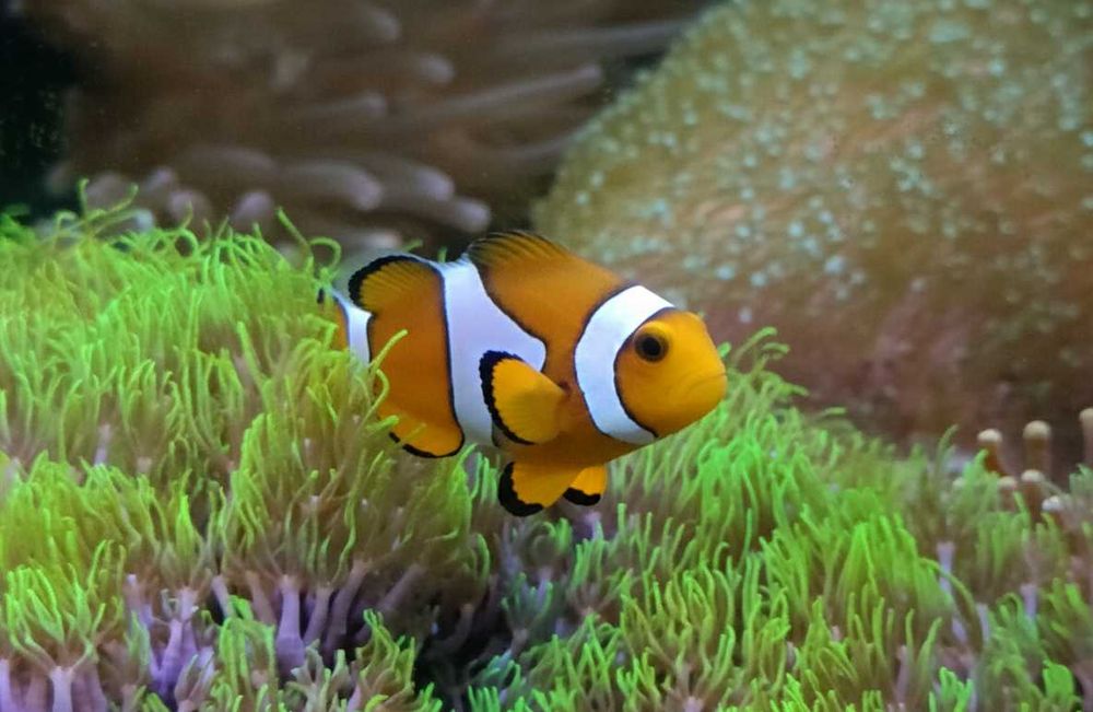 Amphiprion ocellaris (błazenek)