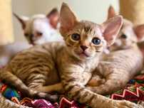 Devon rex śliczny chlopiec
