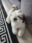 Oddam za darmo szczeniak shih tzu