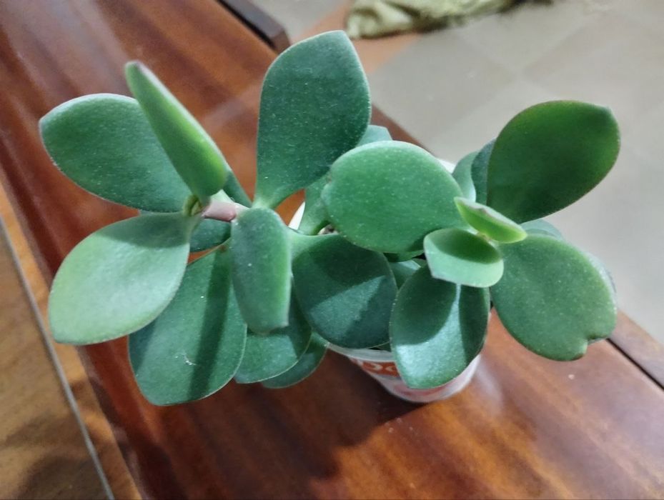 Денежное дерево растение