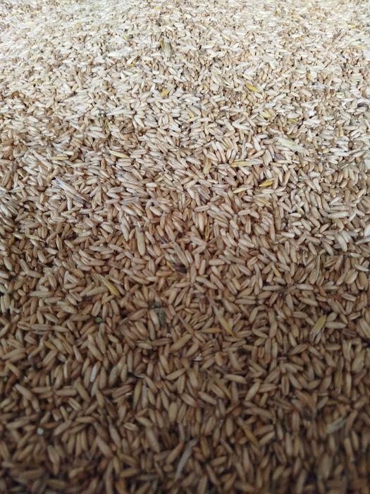 Owies nagonasienny,  bez łuskowy, nagi