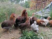 Araucana perdiz dourado negro