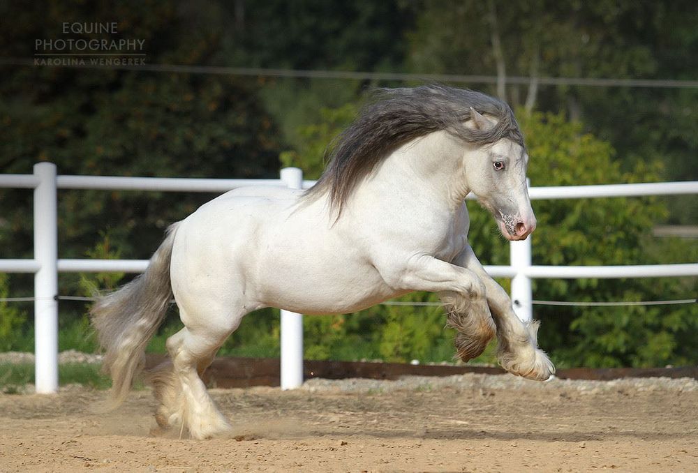 Likwidacja stada koni Gypsy Cob | nie tinker