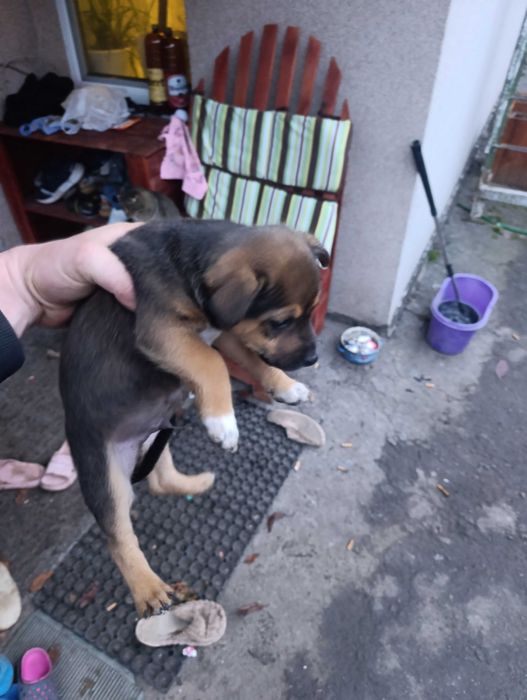 Віддам цуциків в добрі руки