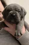 Cane Corso Italiano com LOP