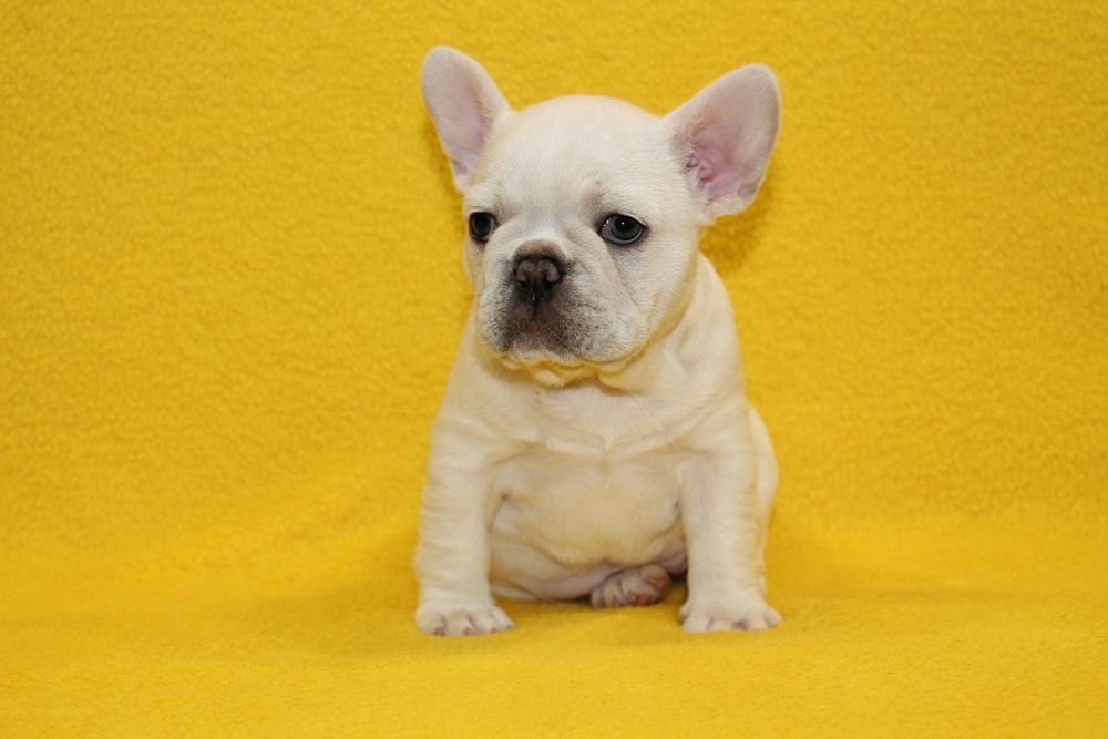 Платинова франечка