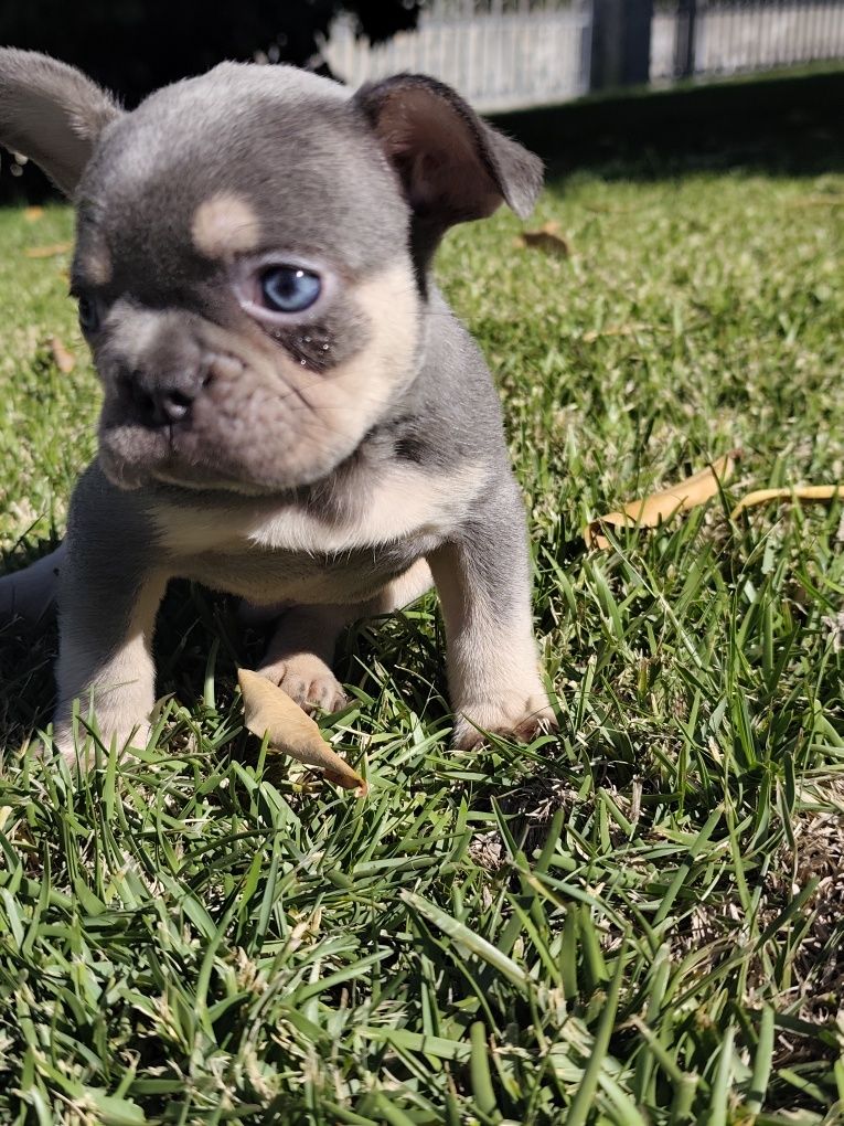 bulldog francês macho