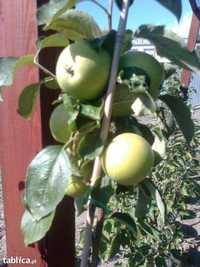 Drzewka owocowe, jabłoń,grusza,czereśnia,wiśnia,śliwa,brzoskwinia itp.