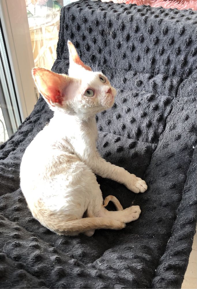 Kocurek devon rex