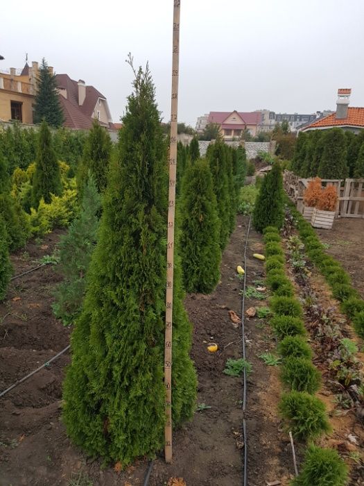 Туя западная смарагд 140-160см.