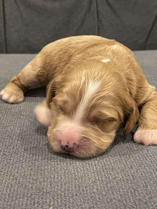 Cockapoo samiec badania genetyczne