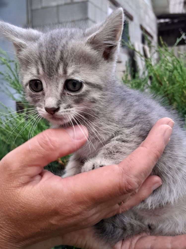 Віддамо кошенят у добрі руки