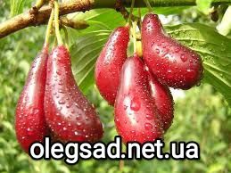 Саджанці кизилу. Кизил Мигдаль Хурма