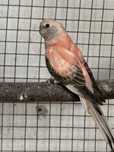 Varias aves disponiveis .