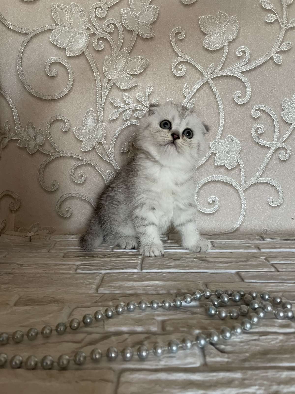 Вислоухие котята. Красивый котенок серебро