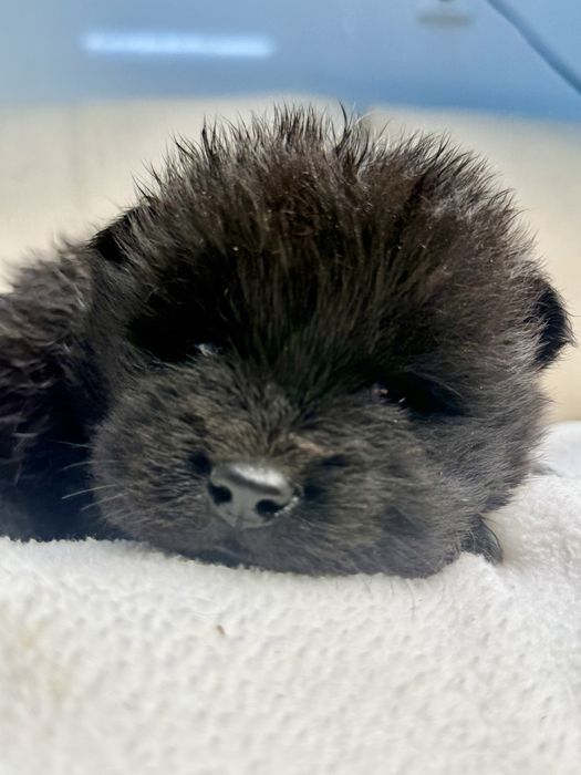 Chow Chow Preto Femea