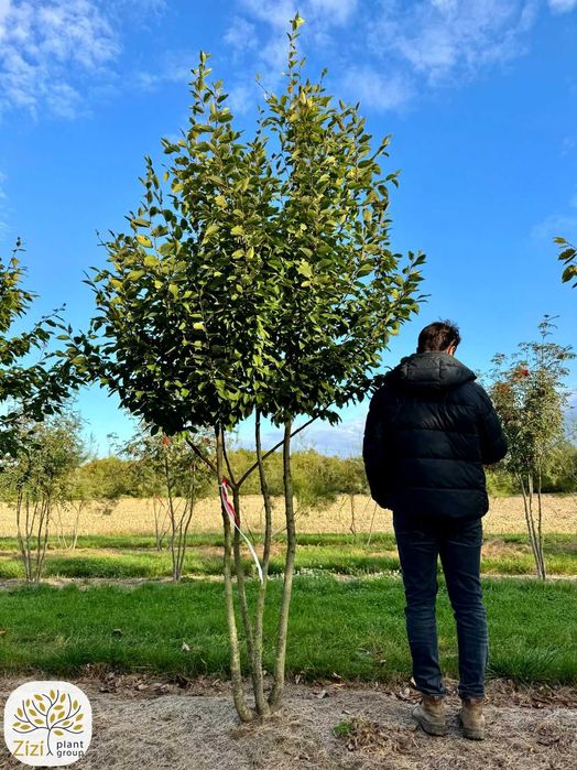 Carpinus betulus, Grab pospolity, 200-250, 300-350cm, wielopienny