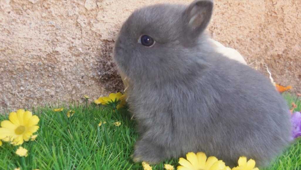 Coelhos anões angorá, holandês mini e minitoy muito fofos