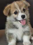 Welsh Corgi Pembroke