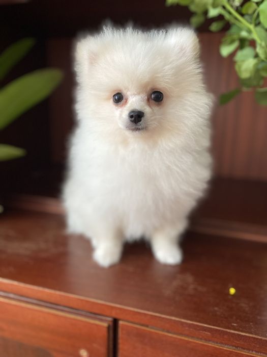 Ищем девочку для вязки