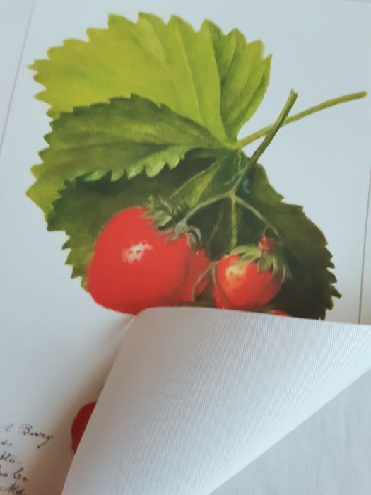 Gobelin na płótnie HD/Obrazek/Vintage Retro Fruit, Strawberries