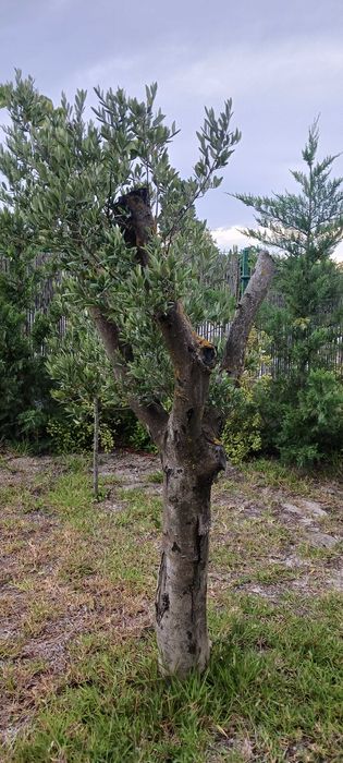 Oliveiras para jardim