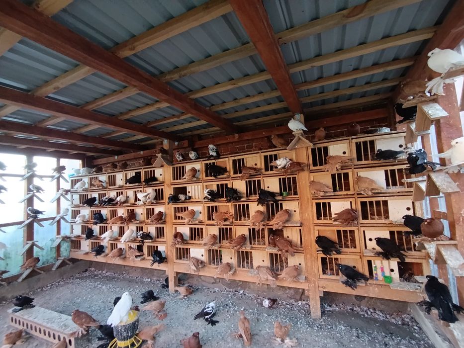 Gołębie wywrotki wschodniopruskie