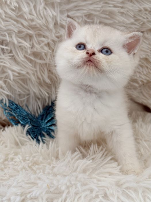 Macho scottish stright