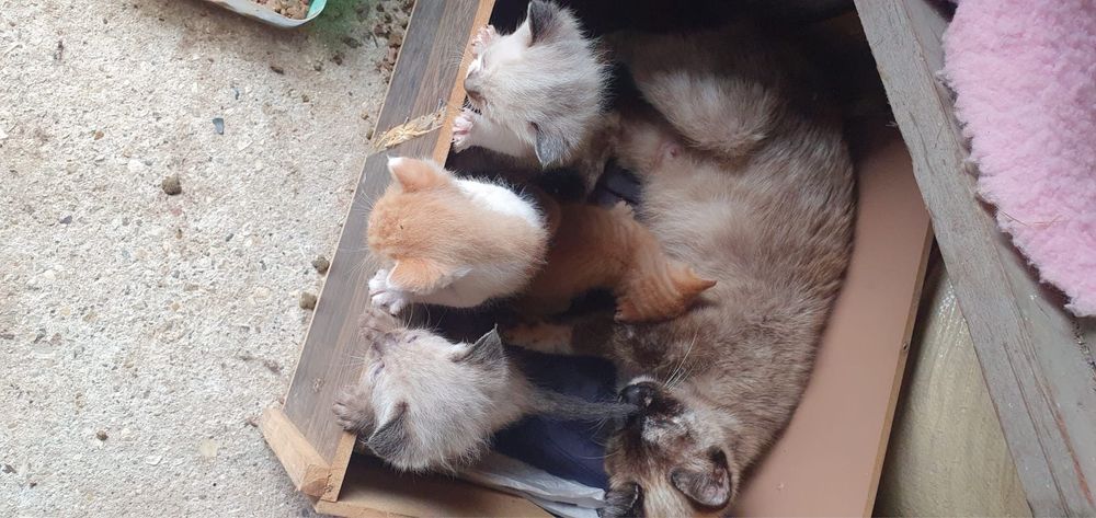 Dou gatinhos com 2 meses