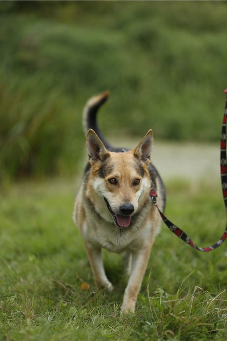 Abel szuka domu na zawsze