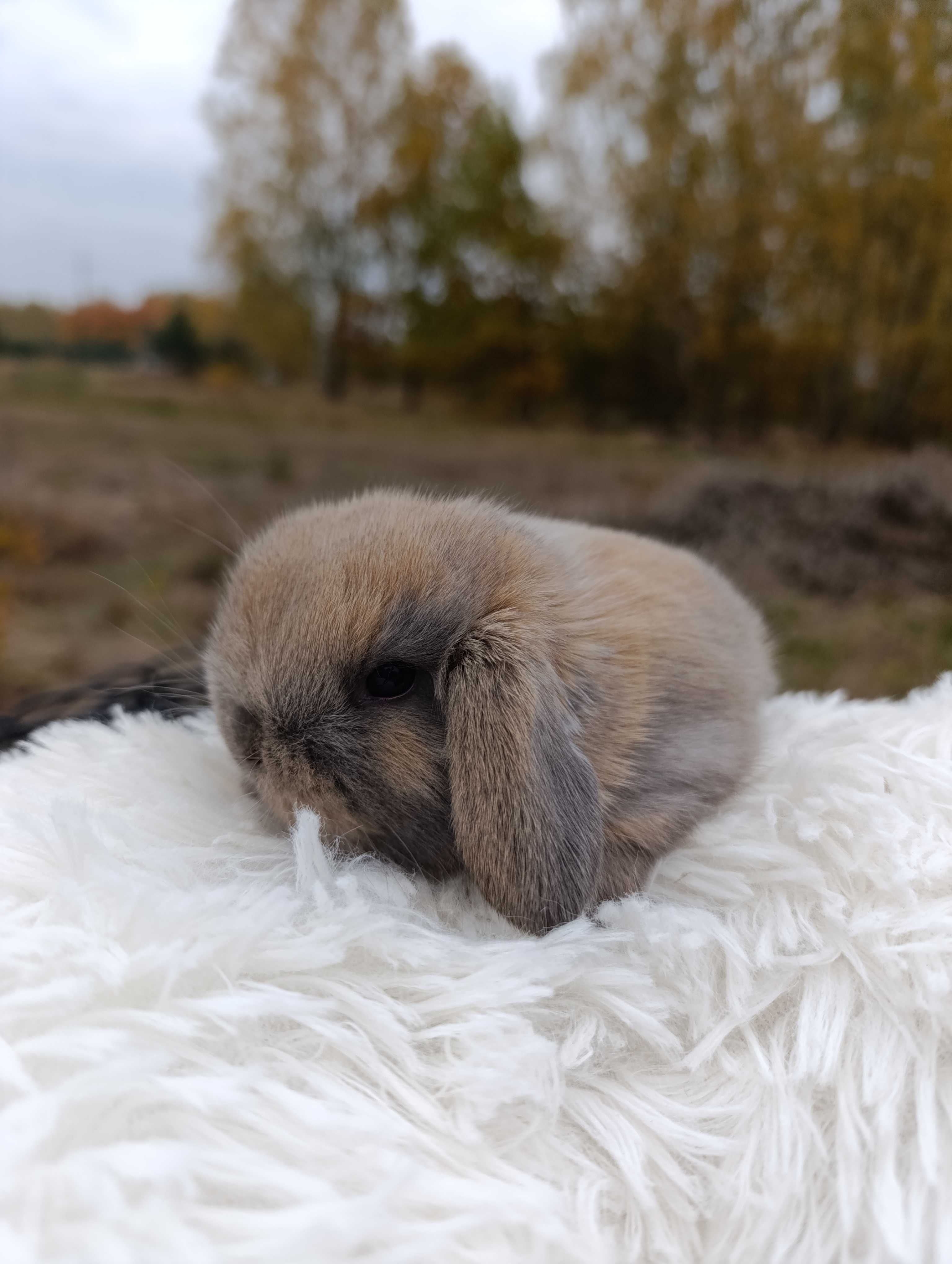 Mini lop karzełek Teddy hodowla zarejestrowana
