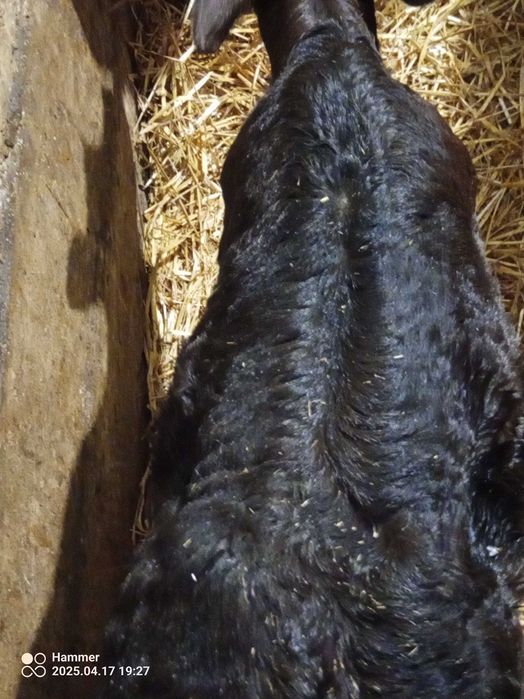 Jałoszka Limuze !!! 2 Szt