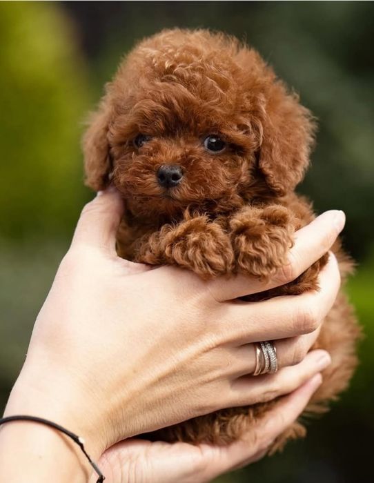 Хлопець той пудель, шикарнючий