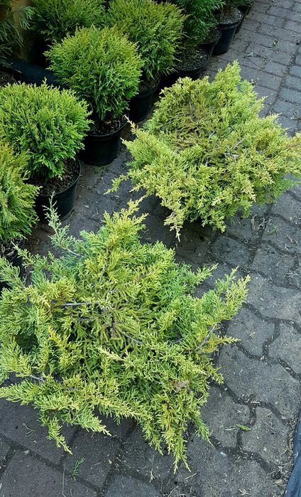 Jałowiec rozłożysty 'Pfitzeriana Aurea' szer. 50-60cm wysyłka